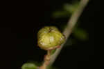 Littleleaf buckbrush